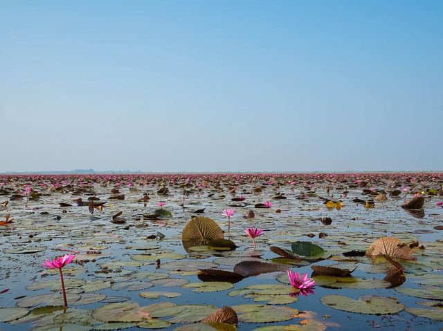 Red Lotus Lake, Udorn Thani - Unseen Thailand Red Lotus Lake, Udorn Thani - Unseen Thailand
