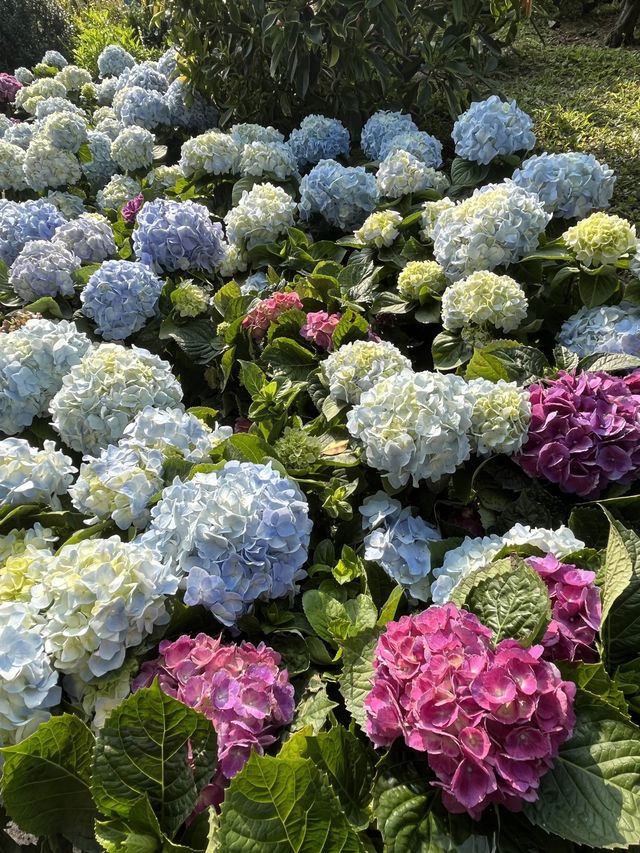 處處繡球花圃 @ 元朗公園
