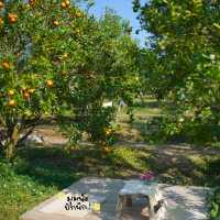 สวนส้มจินจู ม่อนแต่มเชียงใหม่🍊