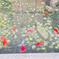優化之後的日式庭院 , 鯉魚池和假山 , 石頭池...
