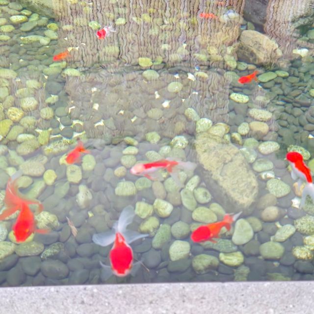 優化之後的日式庭院 , 鯉魚池和假山 , 石頭池...