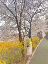 낮에도 밤에도 너무 이쁜 서울 양재천 벚꽃길 🌸