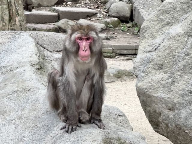 野生のサルを間近で見られる高崎山🐒