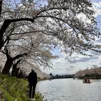 Hirosaki Castle!! 