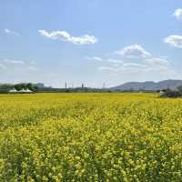 유채꽃 시즌에 꼭 가야할 대구 명소🌼
