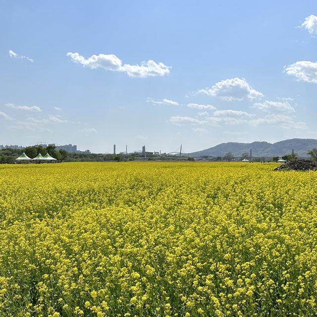 유채꽃 시즌에 꼭 가야할 대구 명소🌼
