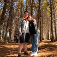 Tall Pine Trees At Bade Bald Cypress Forest