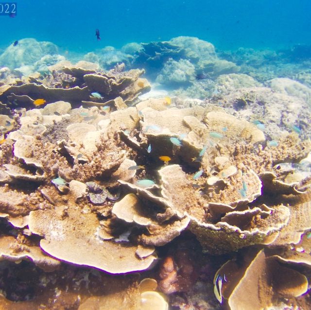 หาดเล็กๆปะการังสวยๆน้ำใสมาก ต้องเกาะราชาใหญ่