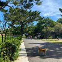 大湳森林公園 🌳