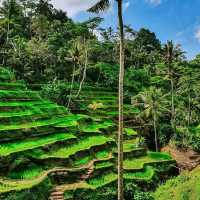 Wonderful rice terraces in Bali