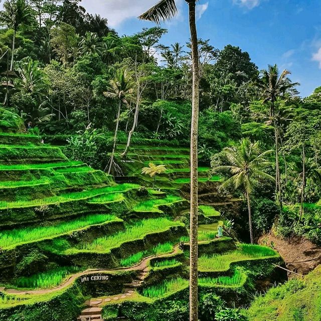 Wonderful rice terraces in Bali