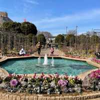 横浜【港の見える丘公園】イングリッシュ・ローズの庭