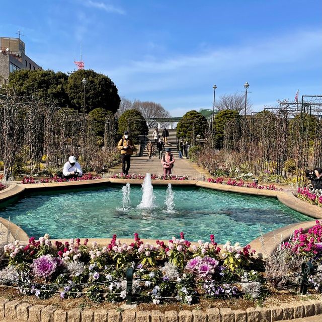 横浜【港の見える丘公園】イングリッシュ・ローズの庭