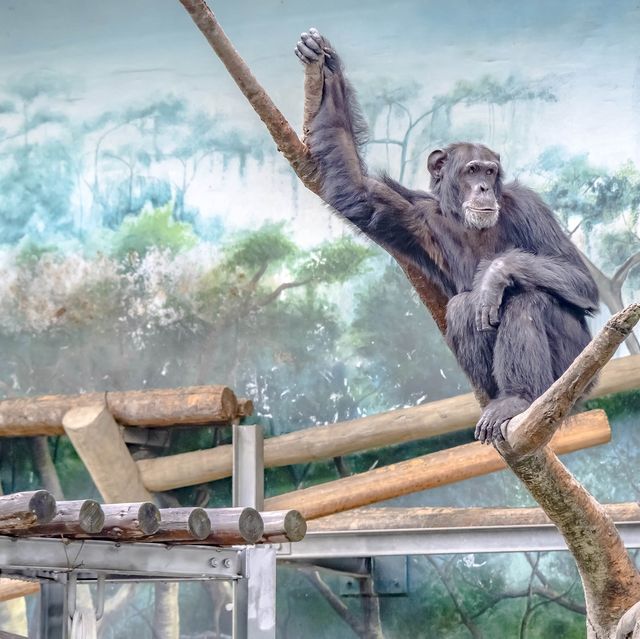 【大阪】市民の憩い！天王寺動物園！