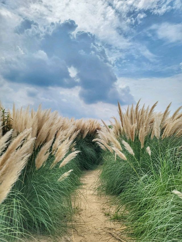 부산에서도 예쁜 팜파스를 볼수 있어요🌾
