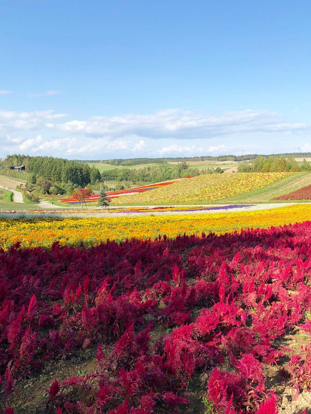 【北海道観光】美瑛町にある絶景の丘🌈