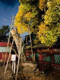 【東京都/上野東照宮】夢叶う光の夜