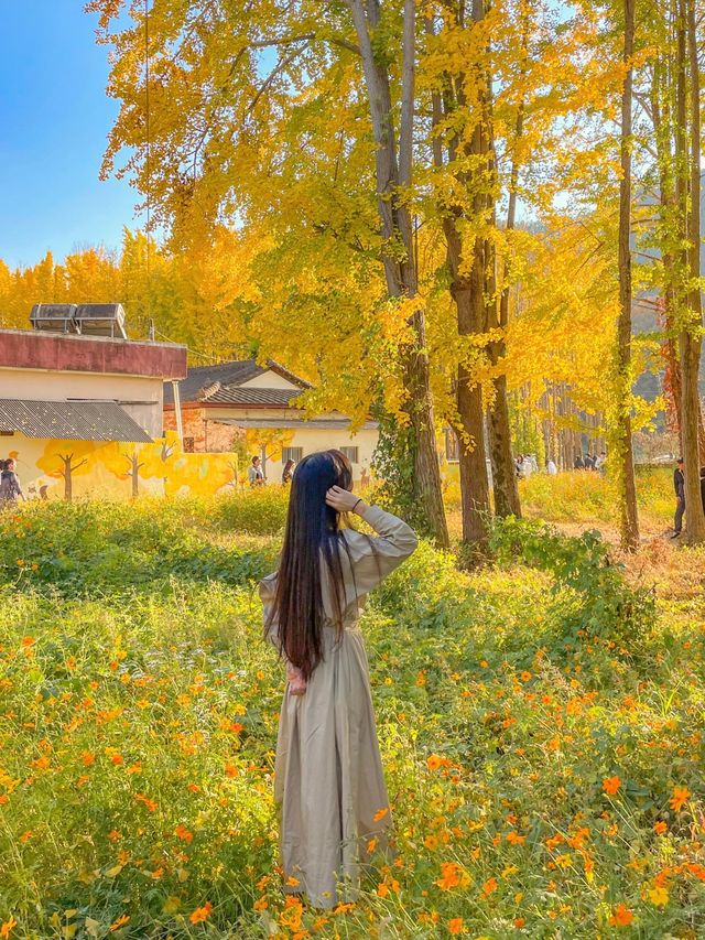 경주 은행나무 명소는 바로 여기, 도리마을
