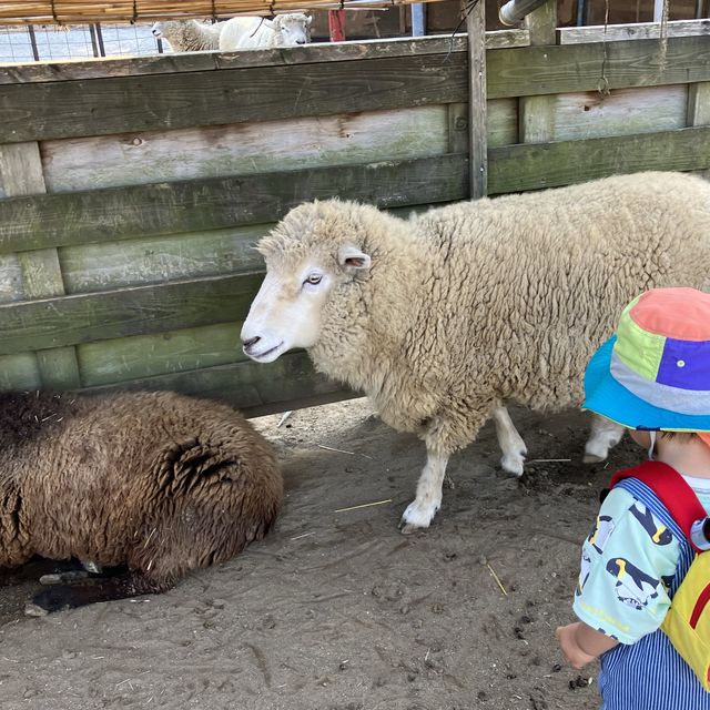 イルミネーションといえば東京ドイツ村