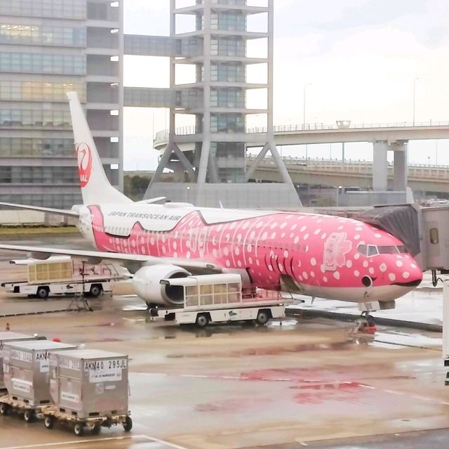 【搭乗記】大阪✈️那覇 JAL 737-800