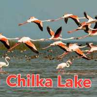 Chilka Lake  ⛵ Nature beauty of India 😍