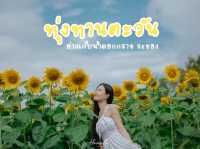 ชมฟรี ทุ่งดอกทานตะวัน อ่างเก็บน้ำดอกกราย
