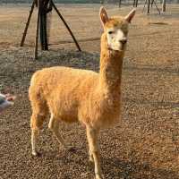 湖南漢壽野生動物世界