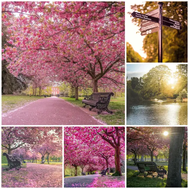 【格林威治公園】櫻花季野餐，陽光下享受皇家公園的密集櫻花海