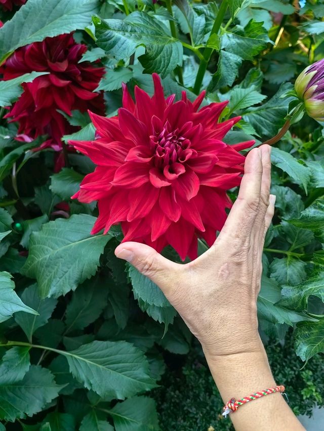 Dahlia Dreams 2024