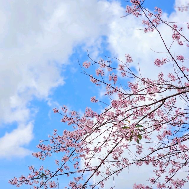 ไปหมู่บ้านสีชมพู ดูซากุระเมืองไทย 🌸