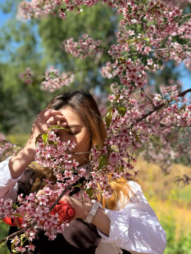 🌸 ซากุระ เมืองไทย 🌸 