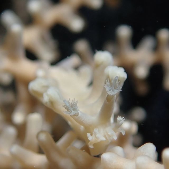 菲律賓朗布隆(Romblon)潛水之旅