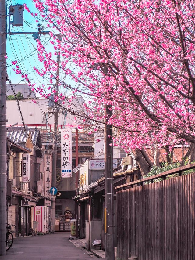 春先取り！奈良の早咲の桜スポット🌸