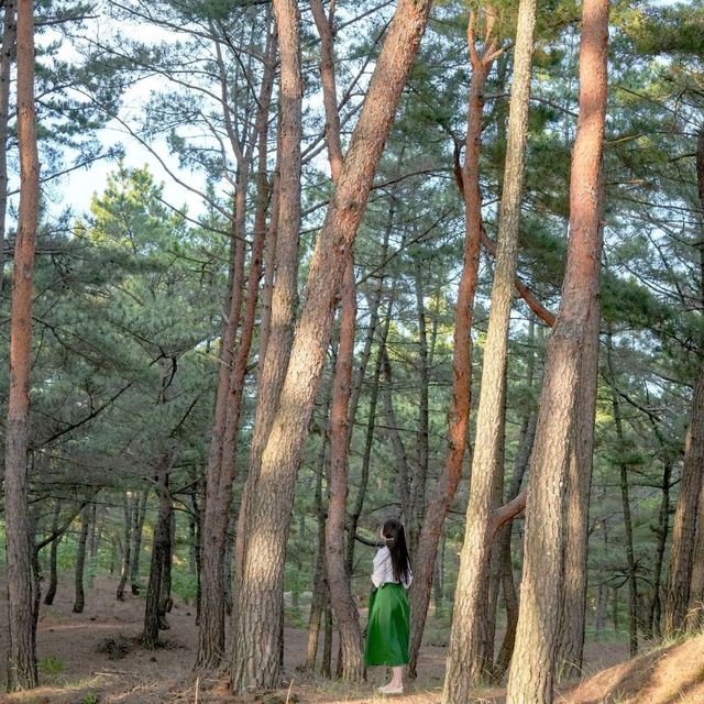 울창한 송림과 푸른 동해바다를 한눈에 울진 월송정