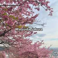 เที่ยวชม Sakura at Matsuda , Japan