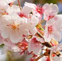 富士山と山梨の桜🌸新倉山浅間公園