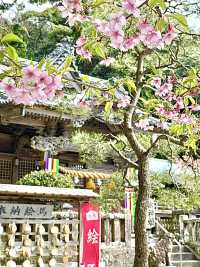【伊古奈比咩命神社/静岡県】伊豆最古の宮と桜
