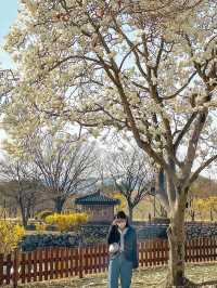 분홍빛 벚꽃으로 물든 경주의 봄🌸♥