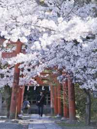 【京都×桜】本当は教えたくない🙅ガイドブックにも載らない穴場の桜スポット🌸