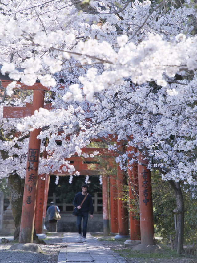 【京都×桜】本当は教えたくない🙅ガイドブックにも載らない穴場の桜スポット🌸