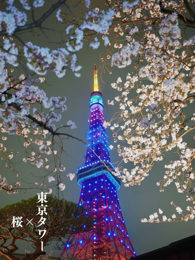 2024年🌸開花・満開全国予想つき！「東京タワー×桜」