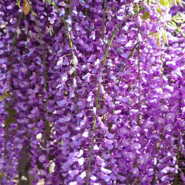 ashikaga flower park 