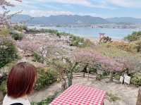 【桜と鳥居のコラボ★】厳島神社