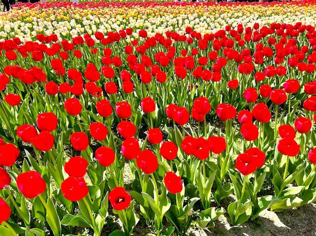 Tulip & Sunflower Garden 