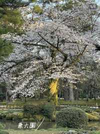 桜🌸×お城🏯×庭園🍃見逃したくない！金沢のお花見🌸 