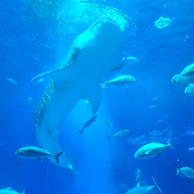 ジンベイザメを間近で見れる水族館⭐美ら海水族館⭐