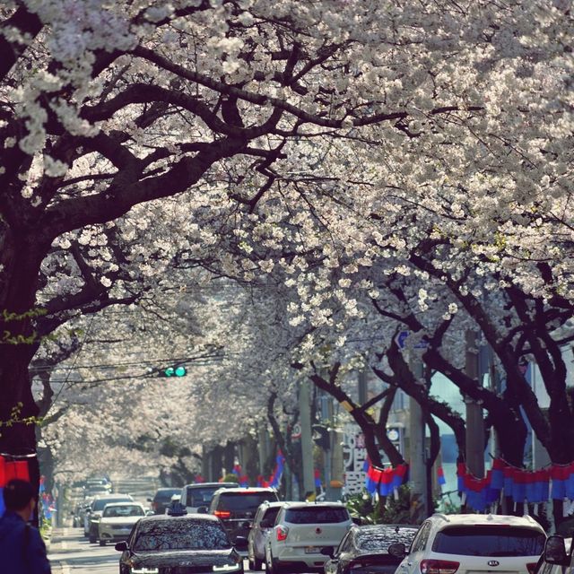 🌸 제주시의 봄을 대표하는 명소, 전농로벚꽃거리
