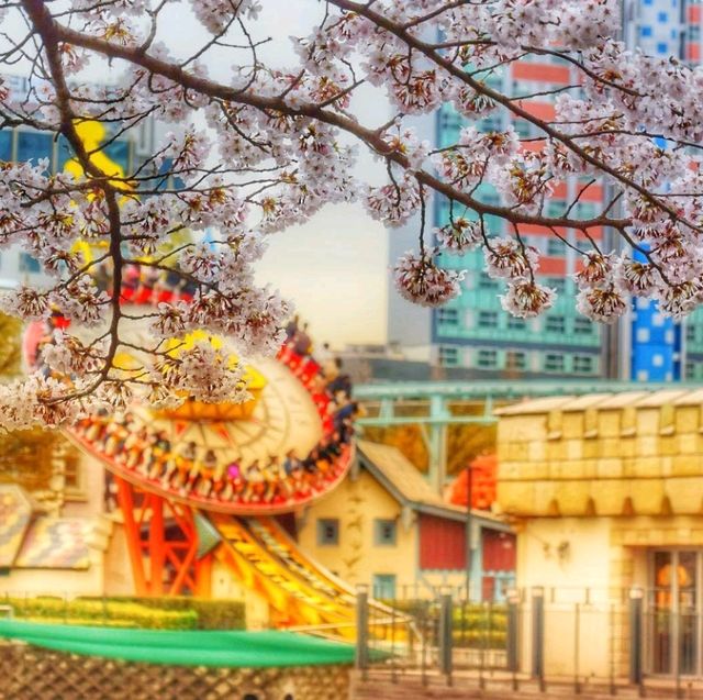 ซากุระเกาหลีที่สวนสนุกลอตเต้