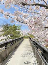 【稲美町】車でいく桜が素晴らしい公園