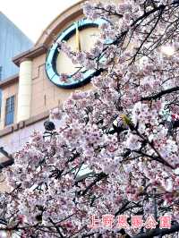 東京賞櫻必到人氣景點 ，逾千棵櫻花樹爭硏鬥麗